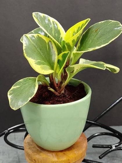 Gifts for Every Occasion photo 9