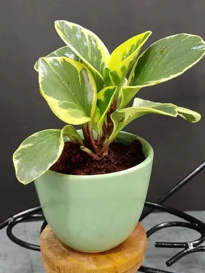 A variegated Peperomia with its unique green and cream leaves, potted in a simple light green ceramic container. A beautiful and subtle gift choice.
