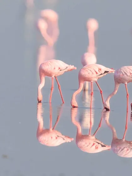 Three Lesser Flamingos feeding in unison, their graceful necks creating perfect mirror images in the water.