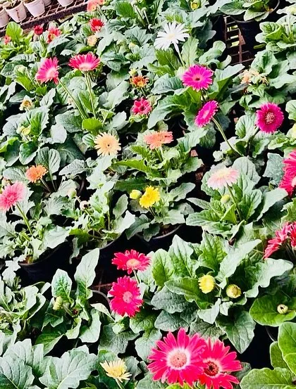 A sea of colourful Gerbera Daisies ready to find a new home. These cheerful flowers are perfect for adding a pop of instant happiness to your garden beds or balcony pots.