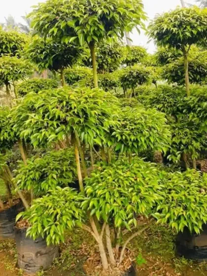 This multi-stemmed Ficus tree is shaped with distinct 'pom-pom' style foliage clusters on each branch. It offers a more playful and stylized take on the traditional bonsai form, suitable for a variety of garden designs.