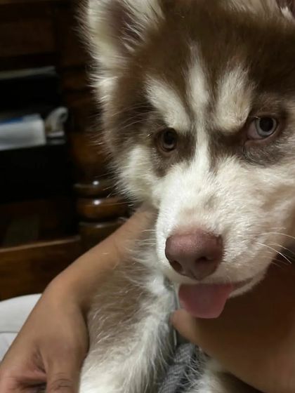 Aster Pet Boarding Centre - Cage-Free Pet Boarding All Paws Welcome: A Gallery of Breeds photo 6