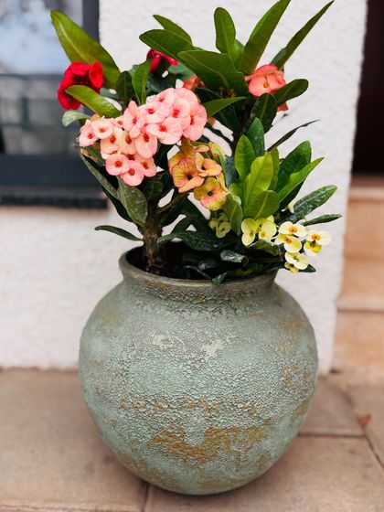 Another shot of the Crown of Thorns, showing how its vibrant flowers stand out against a simple white wall. It's a tough plant that brings delicate beauty.