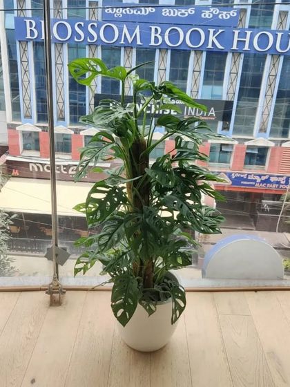 Corporate & Office Plantscaping photo 5