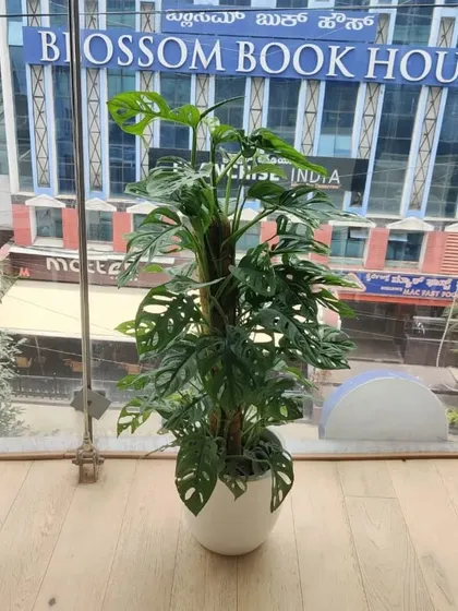 A beautiful Monstera Adansonii, also known as the Swiss Cheese Plant, trained on a moss pole. This plant adds a touch of the tropics to this urban office setting.