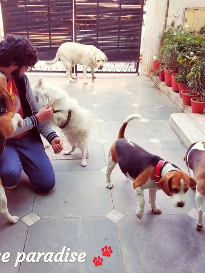 Little moments like these mean the world. I love getting down on the floor and playing with the dogs, like these Beagles and their Spitz friend.