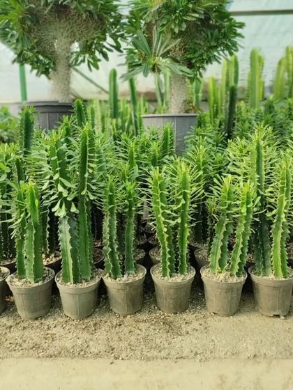 A large batch of Euphorbia Trigona, also known as the African Milk Tree. These are fast-growing succulents that look like cacti.