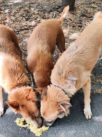 Three members of the Viman Sena sharing their food. The sense of community among these dogs is truly heartwarming to witness.