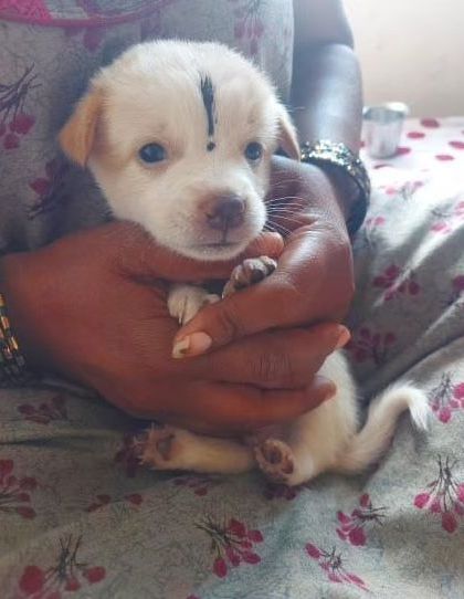 Another shot of the white puppy, looking calm and gentle. There are two females and four males in this litter.