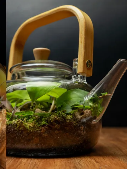 This side profile of the teapot terrarium showcases its elegant spout and handle. It's a unique decor piece that also makes a thoughtful and lasting gift.
