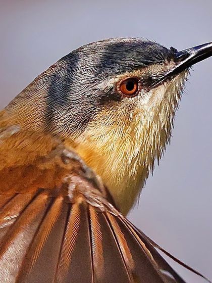 An Ashy Prinia in a dynamic pose with its wing slightly flared. This close-up captures the bird's red eye and the fine texture of its brown and grey feathers.