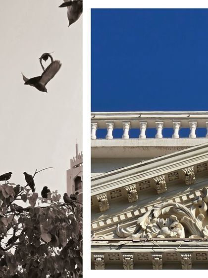 A split image with birds in flight in monochrome on one side, and a sunlit classical building on the other.
