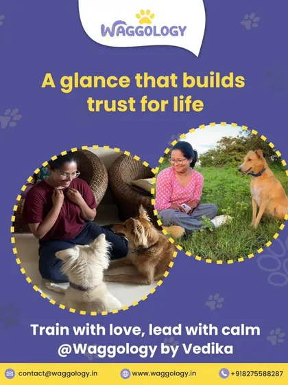 A glance can build trust for a lifetime. This image shows moments of connection with different dogs, emphasizing my motto: train with love, lead with calm. True training is about building a safe and understanding relationship.