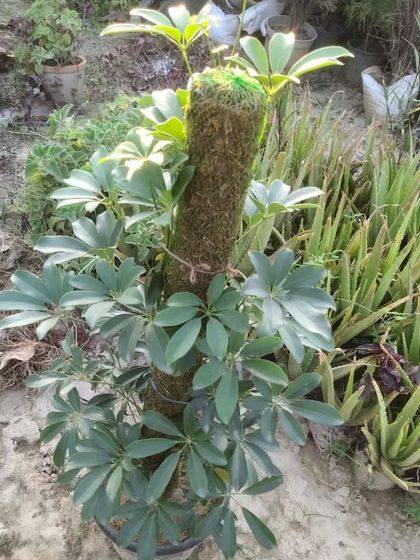 A Schefflera plant, also known as the Umbrella Tree, growing on a moss pole. This helps the plant grow tall and stay supported.
