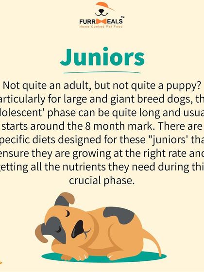 When should you switch from puppy to adult dog food? This guide explains how breed size, neutering, and growth stages affect the timing, ensuring your dog gets the right nutrition at the right time.
