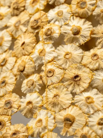 A closer look reveals the unexpected truth of the material. Each of these floral-like textures is a single, discarded cigarette butt, cleaned and stitched by hand. This transformation from waste to wonder is at the heart of my practice.