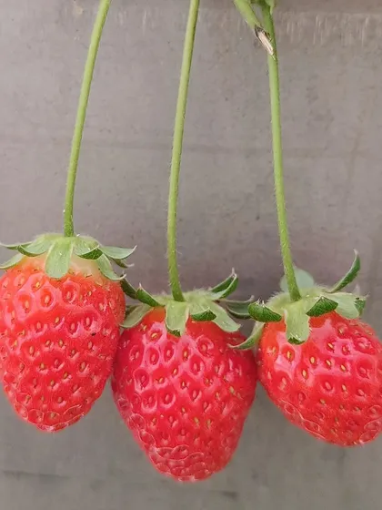 We also grow specialty items like these hydroponic strawberries. They are sweet, juicy, and a perfect example of the high-quality fruit we can cultivate year-round for creative menus.