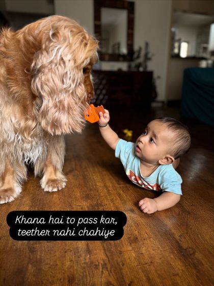 Posto's priorities are clear: he's here for the food, not the teether. A funny take on what our dog might be thinking.