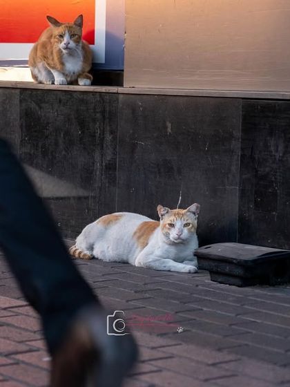 Two street cats, masters of their domain, observing the world go by. I love the stories that street photography can tell.