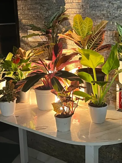 Another angle of the illuminated plant display on a console table. The mix of reds, yellows, and deep greens creates a rich and warm atmosphere, perfect for a welcoming reception area.