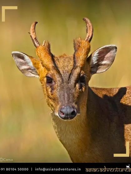The Indian Muntjac, or barking deer, is found across Asia, including on our tours in Taiwan. This image shows a healthy male with small antlers.