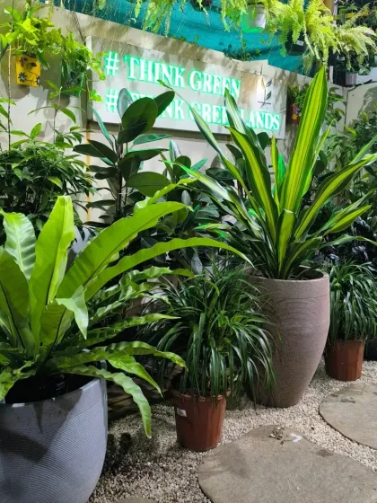 Our brand promise, "Think Green. Think GreenLands," is at the heart of everything we do. This corner features a variety of indoor plants perfect for floor placement, like the Bird's Nest Fern and Snake Plant.