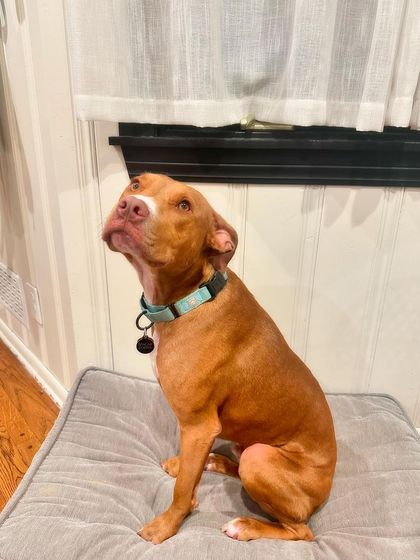 Tulsa Dog Trainer - Immersive Board & Train Programs Rescue & Adoption Spotlights photo 10