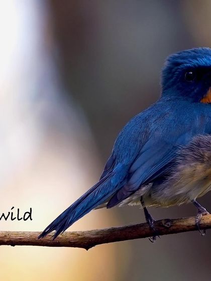 A beautiful portrait of the male Tickell's Blue Flycatcher. The soft light brings out the brilliant blue of its feathers and the warm orange of its chest.