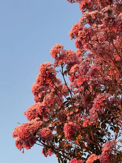 The vibrant Pink Trumpet tree in full bloom. During its season, it showers our paths with pink flowers, creating a truly magical and beautiful environment for our guests.