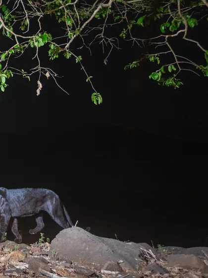 A melanistic leopard, or black panther, silently moves through the forest under the cover of darkness. This image, captured with a remote DSLR camera trap, showcases the hidden, nocturnal world that I love to explore and share.