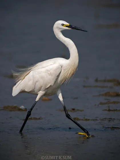 A Little Egret gracefully striding through the wetlands, its delicate breeding plumes trailing behind it.