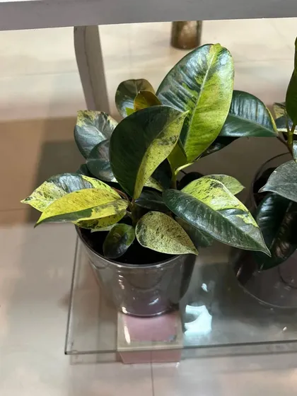 A variegated Rubber Plant (Ficus elastica 'Tineke'). The splashes of yellow and green on its leaves make it a beautiful and unique indoor plant.