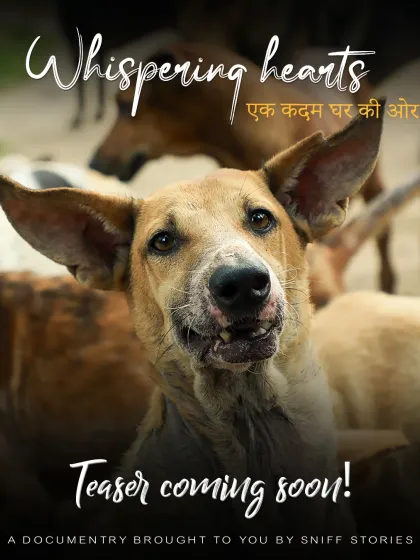 Sniff Stories - Pet & Family Photography Senior Tributes & Rescue Stories photo 3