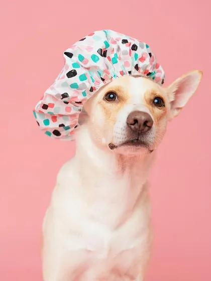 How cute is this dog in a shower cap? This whimsical photo is from a themed series I created, and it's available for licensing. It's sure to grab attention in any ad campaign or social media post.