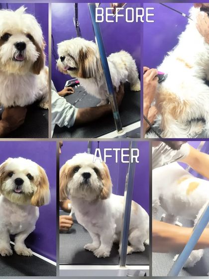 Bengaluru Pet Company - Pet Grooming The Glow-Up: Before & After Transformations photo 37