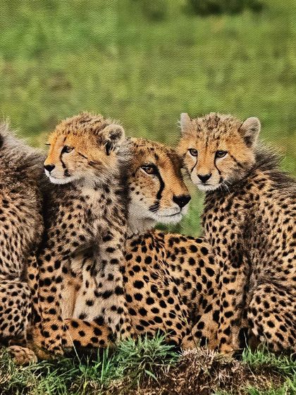 A close-up of the cheetah family photograph from 'Nature's Splendour'.