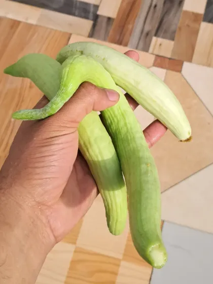 Bhardwaj - Urban Gardening Consultation Grow Your Own Organic Vegetables photo 19