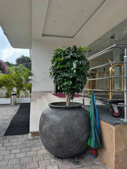 A revisit to the Hotel Grand Serene in Mysore, where a large Ficus tree in a statement pot greets guests at the entrance. It's a joy to see our vision thriving, with the plants growing into lush, mature specimens.
