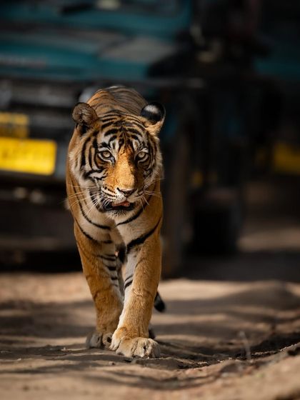 A tiger walking towards me with a safari jeep blurred in the background. This composition highlights the reality of wildlife tourism and the close proximity we can sometimes have with these animals in their natural habitat.