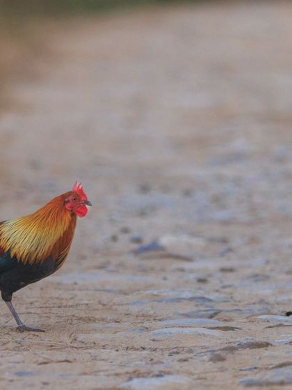 A Red Junglefowl confidently crosses a forest path. It's easy to see the resemblance to a domestic rooster, but its colors are far more intense.