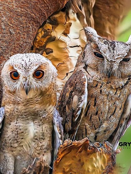 A rare sight of a pair of Indian Scops Owls, one with a lighter, almost leucistic plumage. Documenting such unique genetic variations is a fascinating part of wildlife photography.