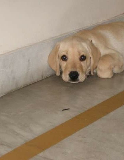 Petspace - Dog Boarding Our Pack Through the Years photo 27