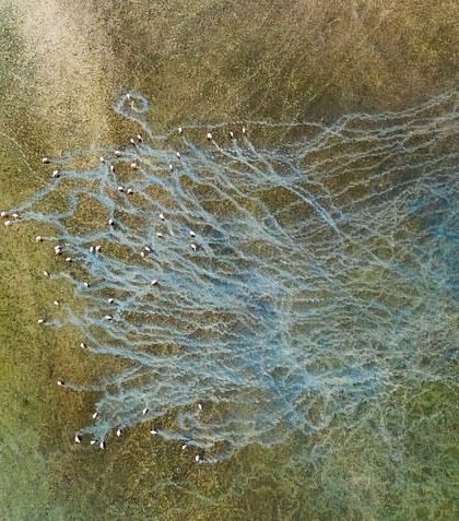 A top-down abstract view of Khadri Bet in the Rann of Kutch. The patterns are created by animals moving through the unique landscape near the Dholavira archaeological site.