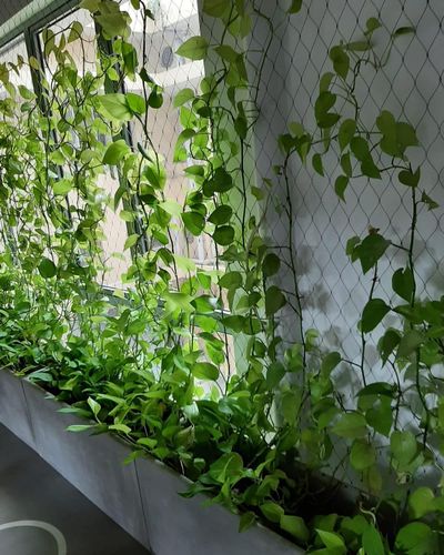 Vertical Gardens
