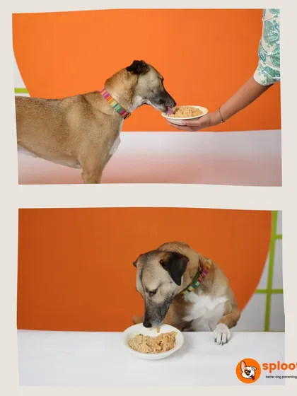 On the left, a dog unsure about their food. On the right, that same dog digging into a bowl of Sploot. Our fresh meals are designed to win over even the fussiest of eaters.