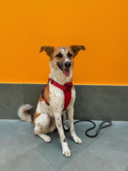 Panda looking proud after a successful training session.