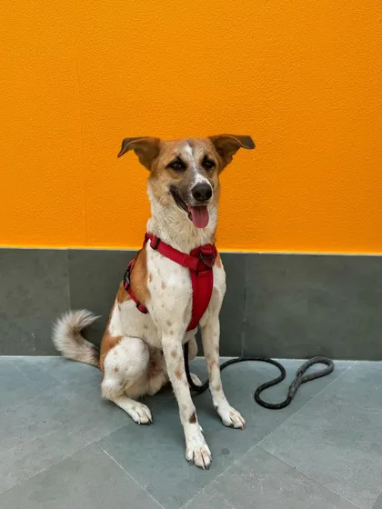 Panda looking proud after a successful training session.