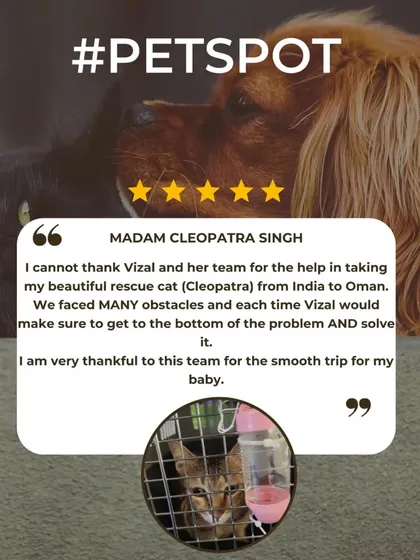A testimonial from the owner of Cleopatra, a rescue cat I helped relocate from India to Oman. I'm so proud to have been part of her journey.
