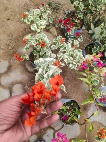 This is a variegated Bougainvillea with beautiful orange flowers and white-edged leaves. It's a hardy plant that loves the sun and provides a lot of color.