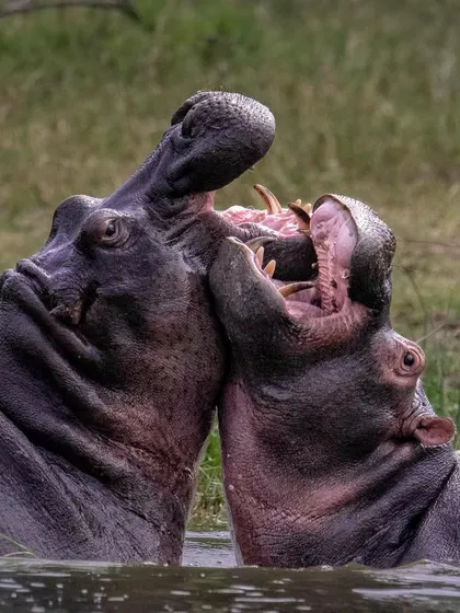 Hippos are responsible for more human fatalities in Africa than any other large land mammal. This aggressive display between two individuals is a stark reminder of their dangerous nature.